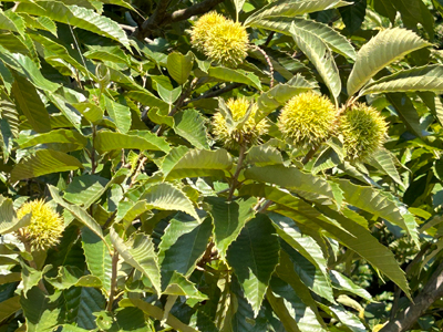 農(nóng)業(yè)農(nóng)村部等九部門(mén)部署開(kāi)展“我的家鄉(xiāng)...