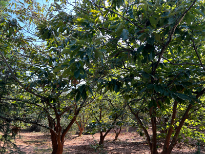 中國(guó)人民銀行增加支農(nóng)支小再貸款額度3...